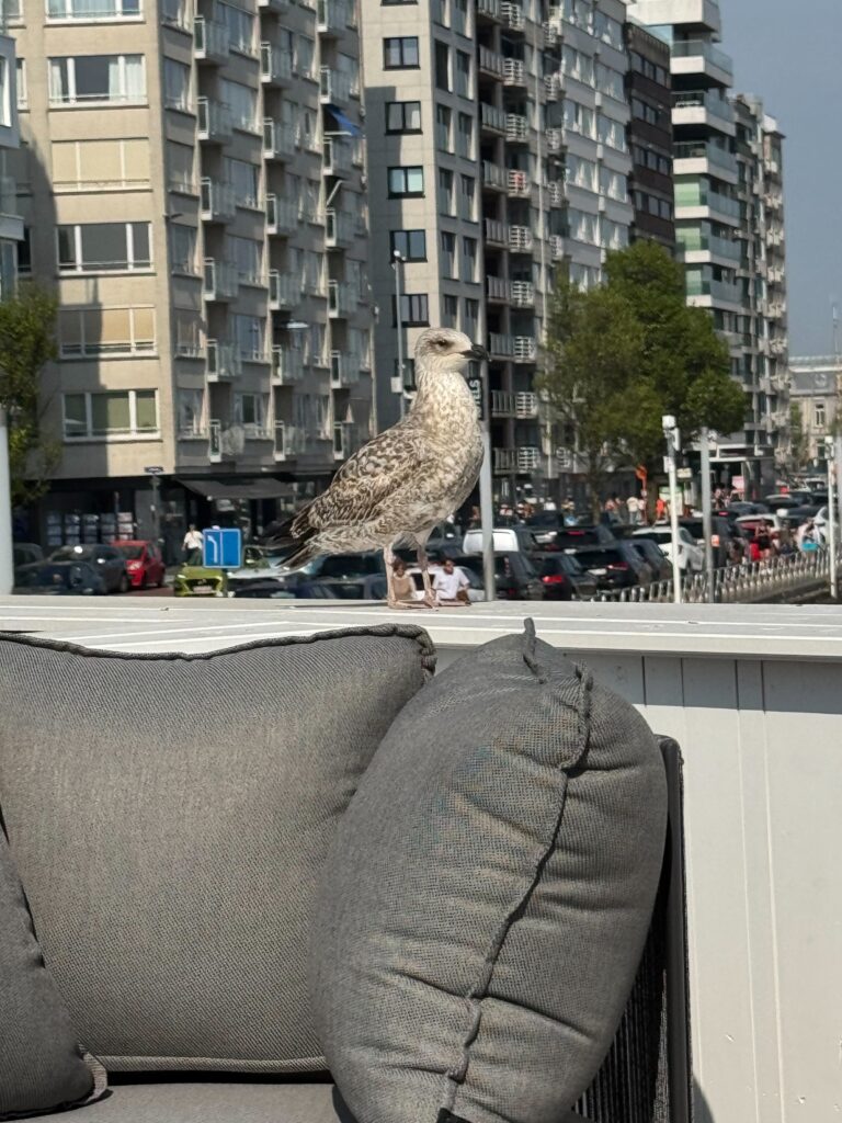 Een meeuw op de reling van het dek van Meet Puert'O